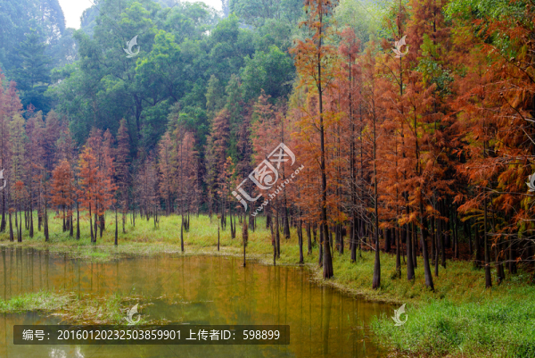 樹林秋色