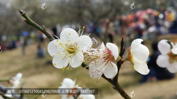 桃花
