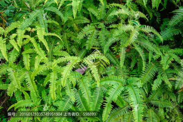 室內(nèi)植物墻