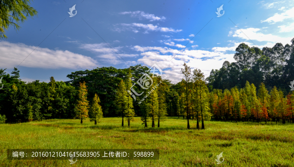 陽(yáng)光草地樹(shù)林