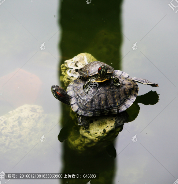 烏龜,放生池,母子