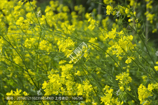 油菜花