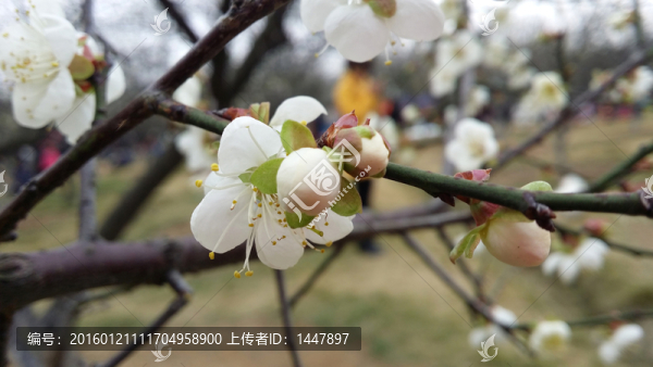 桃花