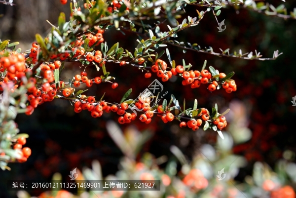 一串紅色小果