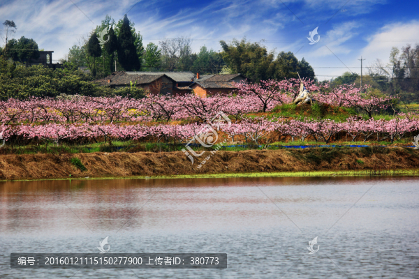 桃花園