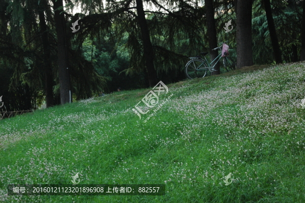 草叢