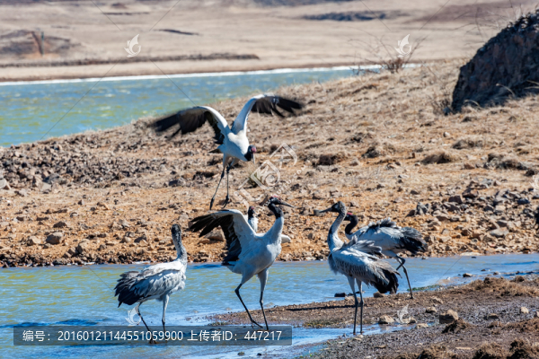 昭通黑頸鶴保護(hù)區(qū)