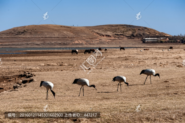 云南昭通黑頸鶴保護(hù)區(qū)