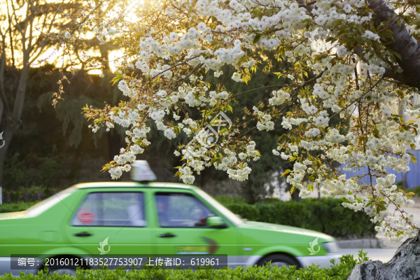 櫻花