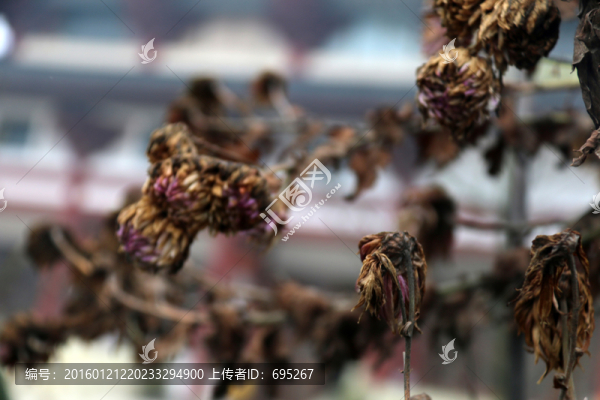 枯萎的花朵