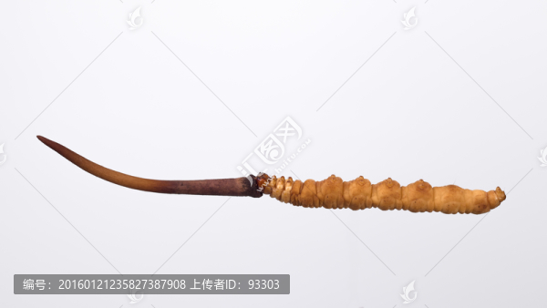 鮮冬蟲夏草