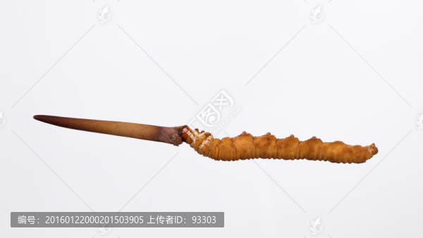 冬蟲(chóng)夏草