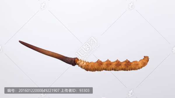 鮮冬蟲夏草