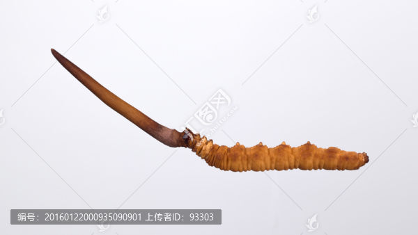 鮮冬蟲夏草