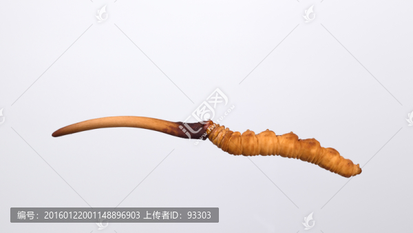 鮮冬蟲夏草