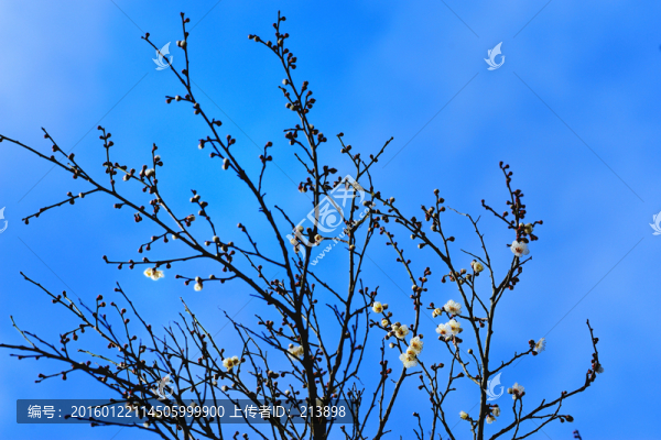 梅花