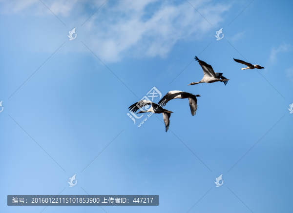 云南會澤黑頸鶴保護區(qū)