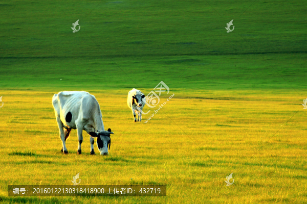 呼倫貝爾草原夕陽牛群