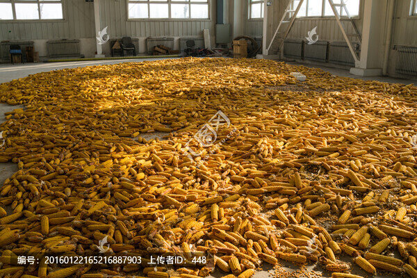 玉米棒子,曬玉米