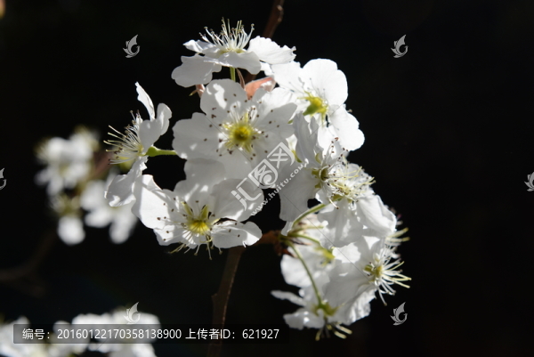 梨花