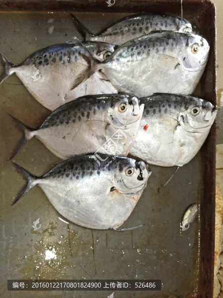 海魚