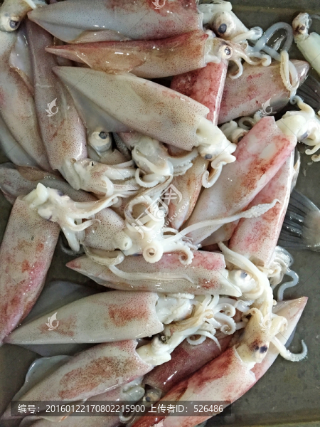 冰鮮魷魚