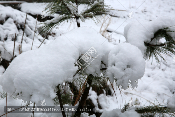 雪景,白雪,樹枝,暴雪,風(fēng)雪
