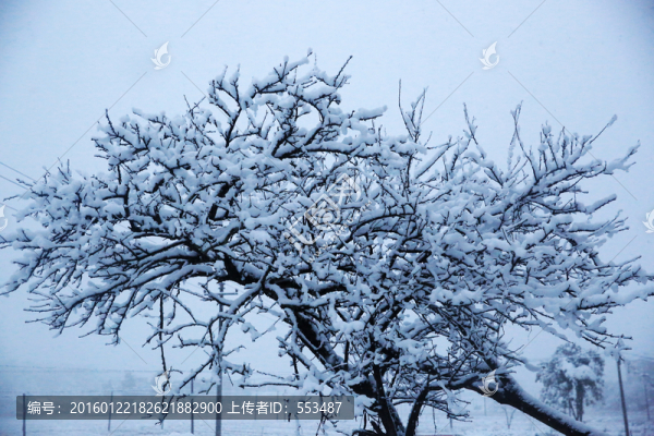 雪景