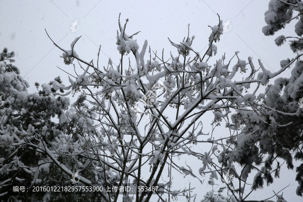 雪景