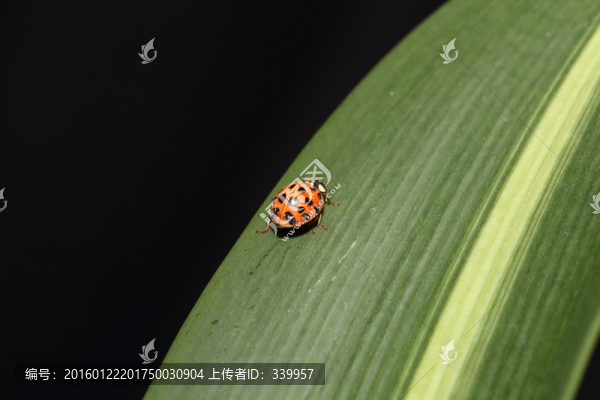 瓢蟲