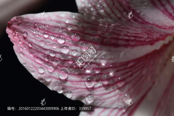 朱頂紅