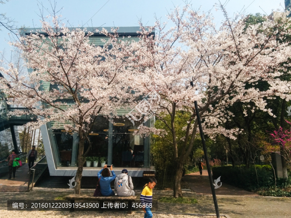 櫻花樹下一對(duì)情侶