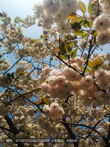 櫻花