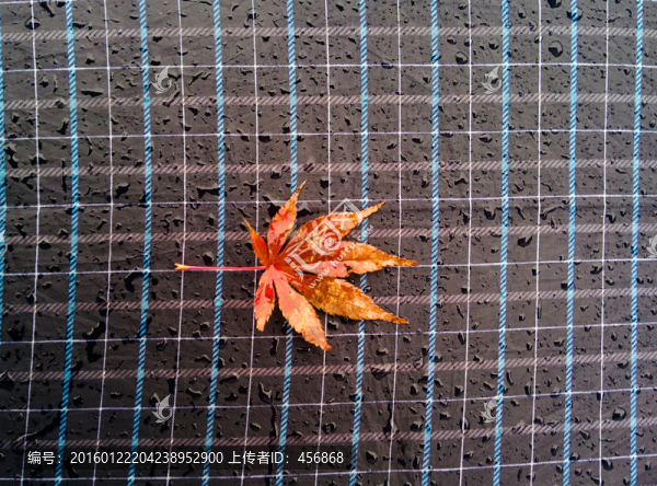 楓葉特寫(xiě)