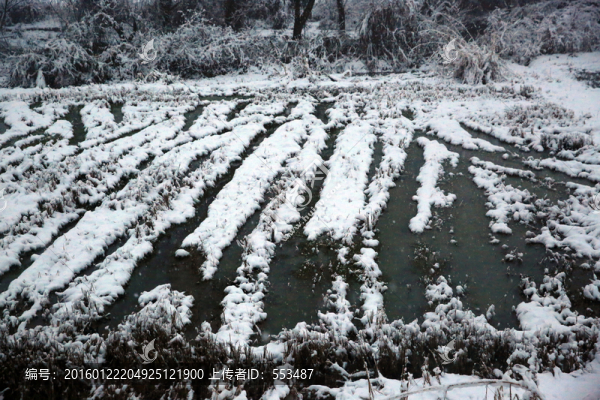 雪景