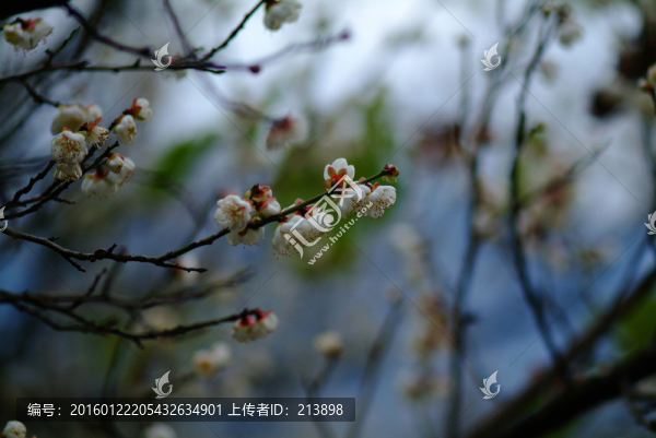 白梅花