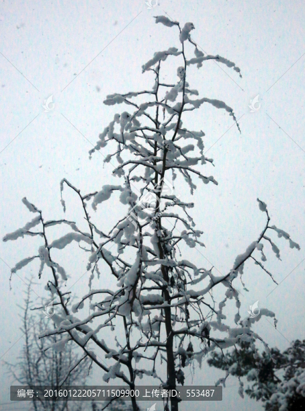 冰雪樹枝