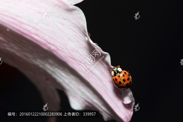 瓢蟲