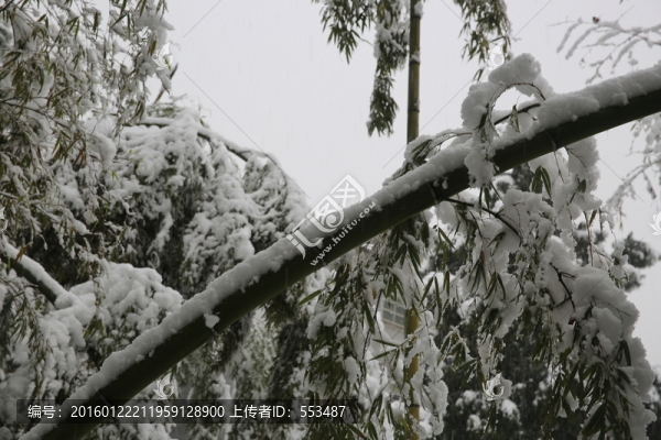 竹林雪景