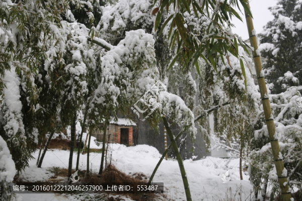 竹林