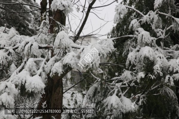 雪景