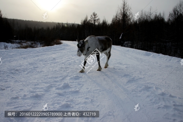 冬季森林中雪地馴鹿