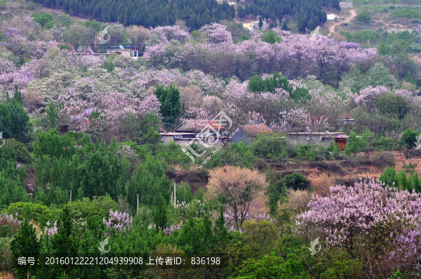 梧桐花