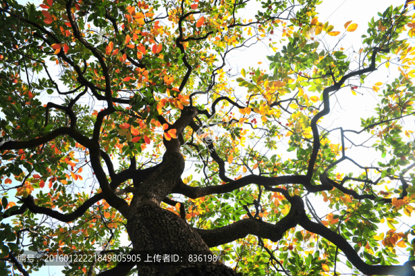柿子樹