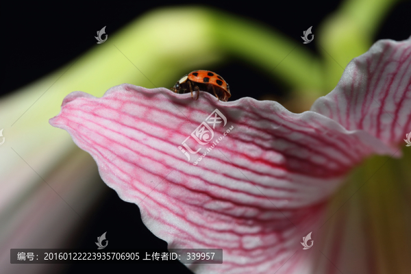 瓢蟲