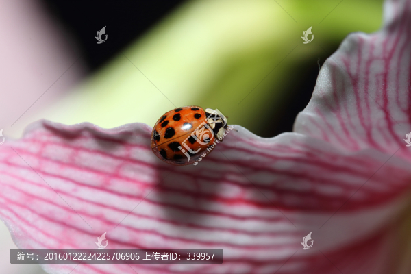 瓢蟲