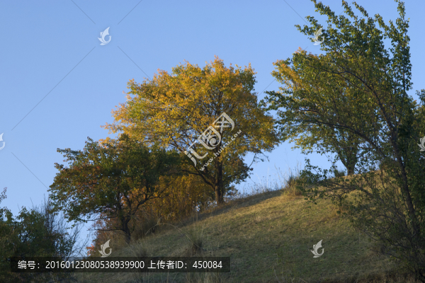 黃葉樹