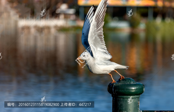 云南昆明海鷗