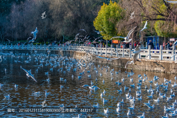 昆明翠湖公園