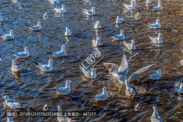 云南昆明海鷗